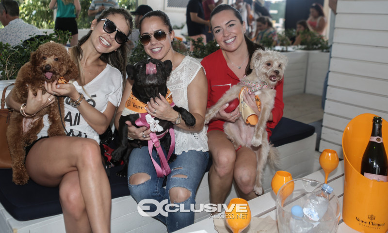veuve clicquot presents The Puppy Brunch photos by Thaddaeus McAdams - ExclusiveAccess.Net (40 of 98)