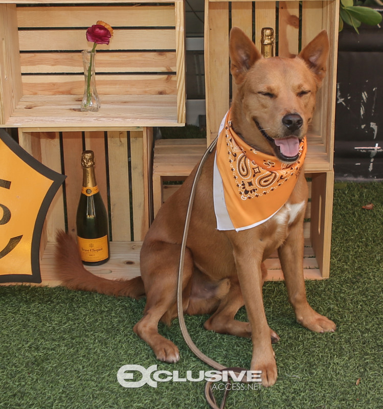 veuve clicquot presents The Puppy Brunch photos by Thaddaeus McAdams - ExclusiveAccess.Net (42 of 98)