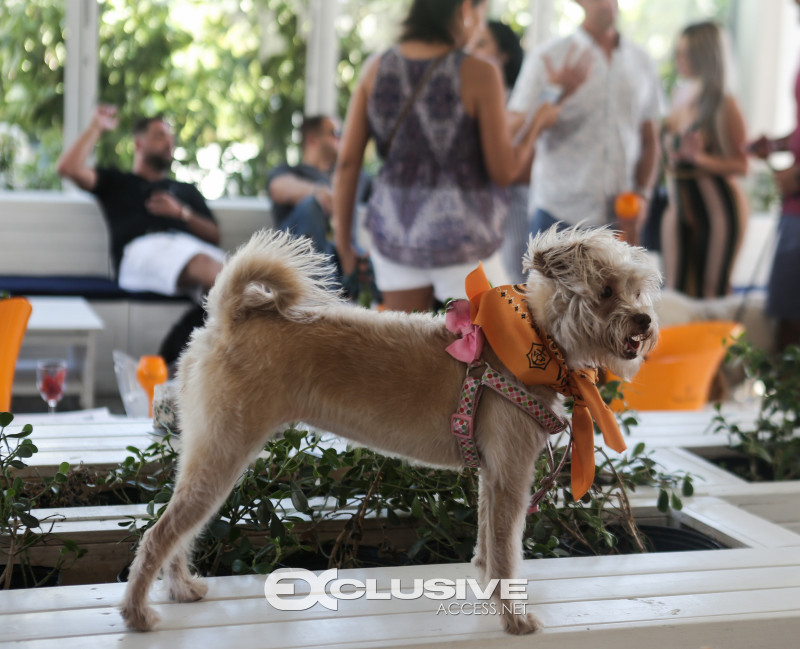 veuve clicquot presents The Puppy Brunch photos by Thaddaeus McAdams - ExclusiveAccess.Net (84 of 98)